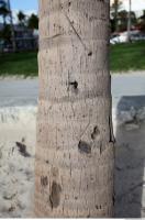 tree palm bark 0002